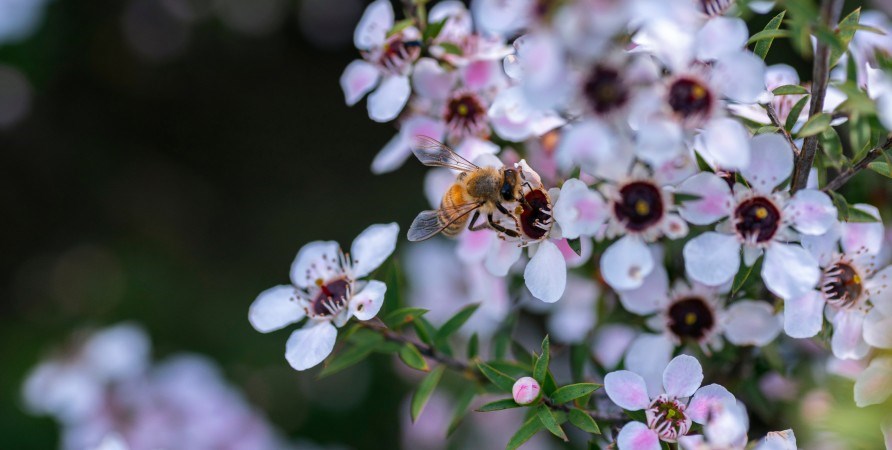 Blomster fra manukatret foran en skl med manukahoning.